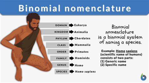 mouse latin name|mouse binomial name.